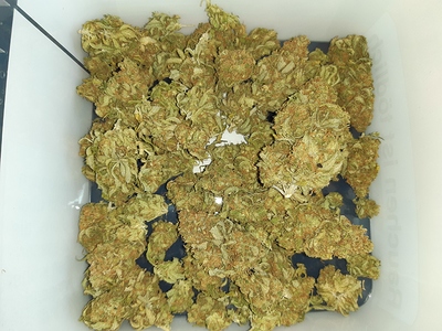 Growreport Bild 7