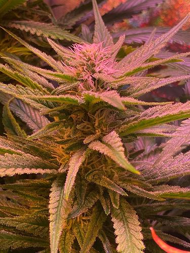Growreport Bild 43
