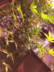 Growreport Bild 27