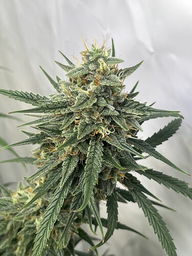 Growreport Bild 18