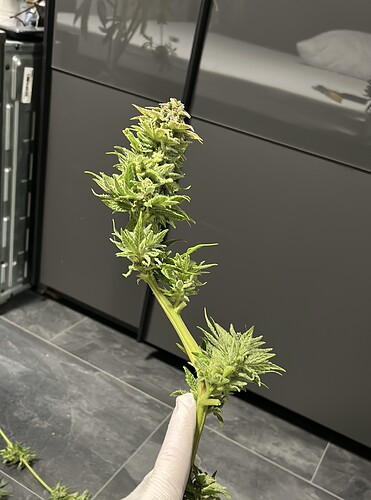Growreport Bild 14