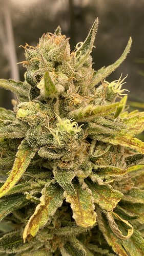Growreport Bild 32
