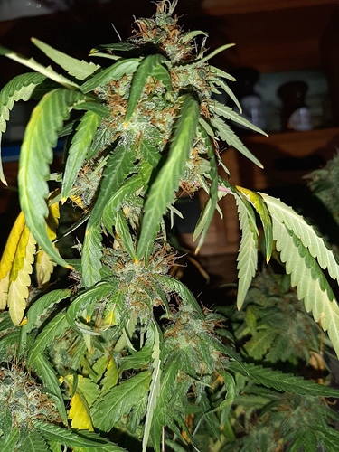 Growreport Bild 3