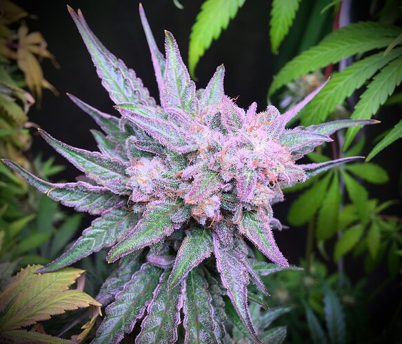 Growreport Bild 3
