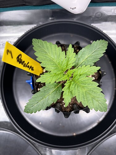 Growreport Bild 47