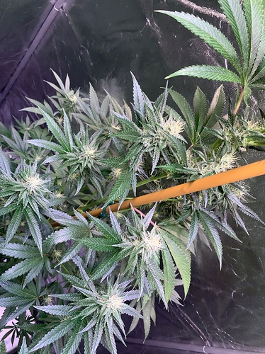 Growreport Bild 3