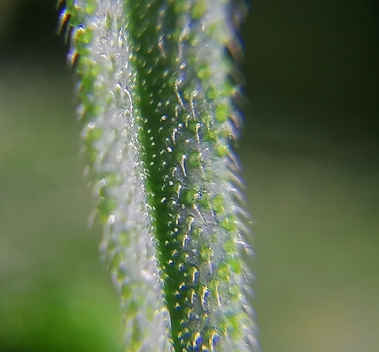 Growreport Bild 7