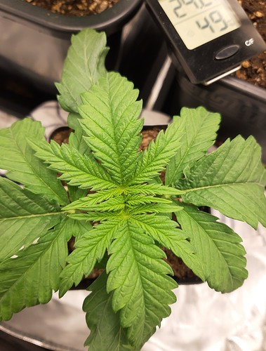 Growreport Bild 4