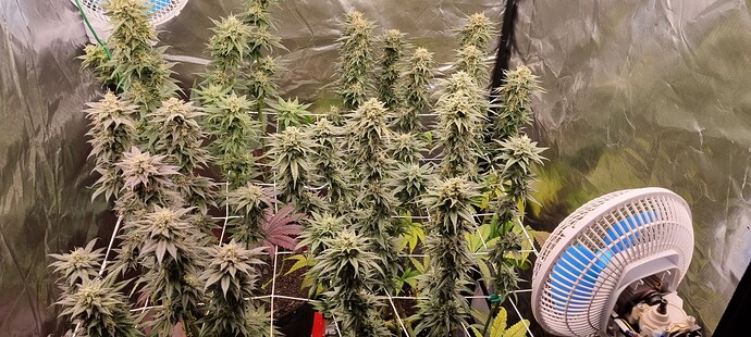 Growreport Bild 66