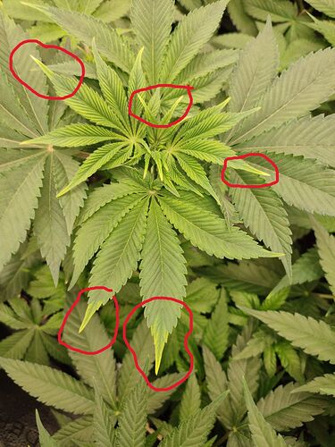 Growreport Bild 3