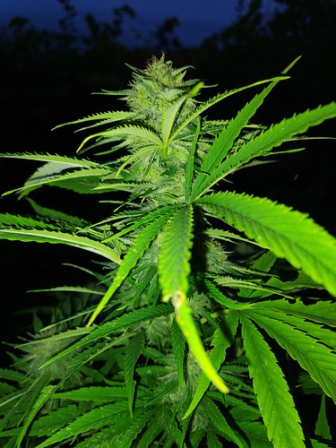 Growreport Bild 10