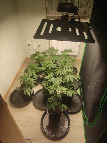 Growreport Bild 1