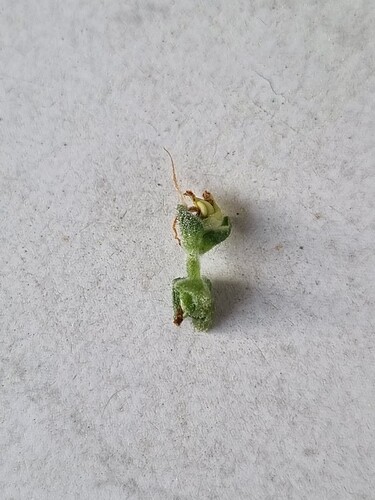 Growreport Bild 5