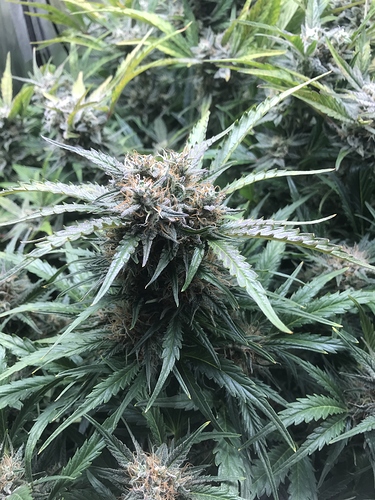 Growreport Bild 4
