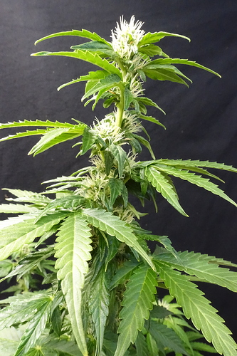 Growreport Bild 14