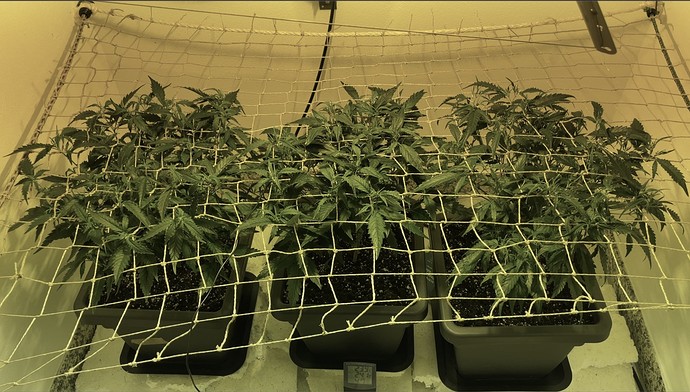 Growreport Bild 8