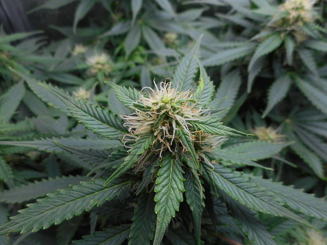 Growreport Bild 2