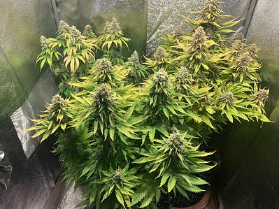 Growreport Bild 1