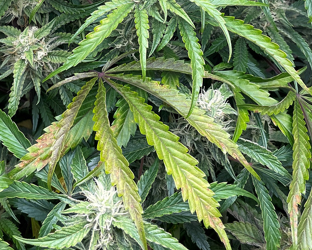 Growreport Bild 1