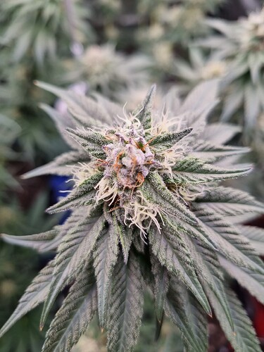 Growreport Bild 14