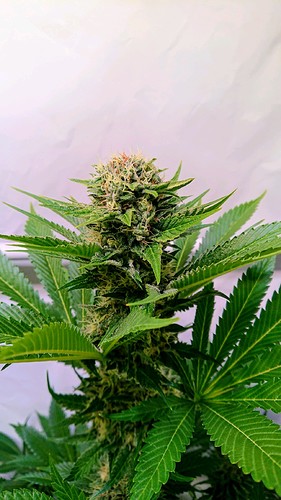 Growreport Bild 15