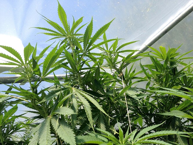 Growreport Bild 11