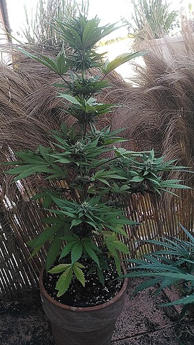 Growreport Bild 2