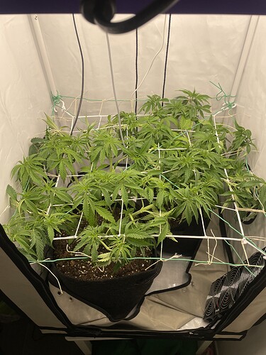 Growreport Bild 1