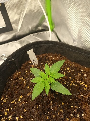 Growreport Bild 25