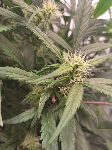 Growreport Bild 8