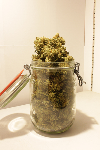 Growreport Bild 1