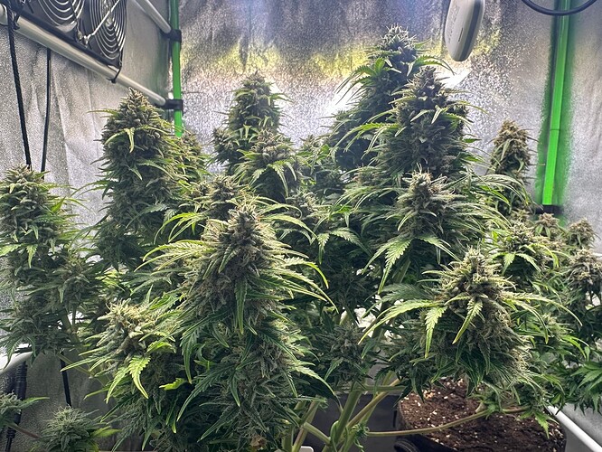 Growreport Bild 2