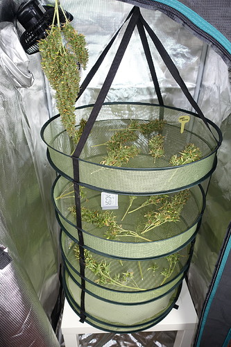 Growreport Bild 4