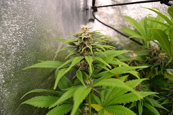 Growreport Bild 4