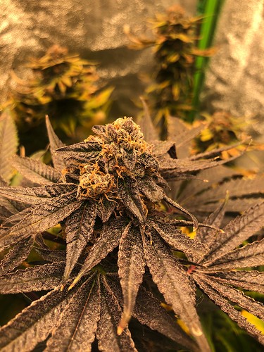 Growreport Bild 3