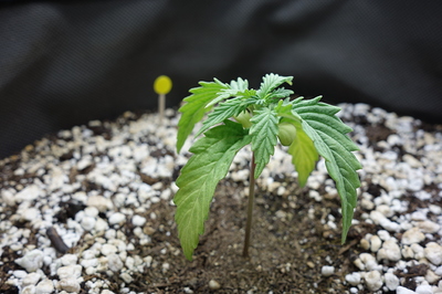 Ein junger Cannabis-Keimling mit mehreren Blättern und einem kleinen Keimblattpaar, der in einem Topf mit Erde und Perlit wächst. Ein gelber Markierungsstab ist im Hintergrund zu sehen.