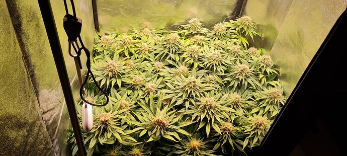 Growreport Bild 2