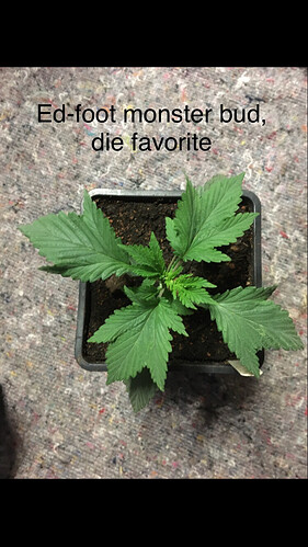 Growreport Bild 3