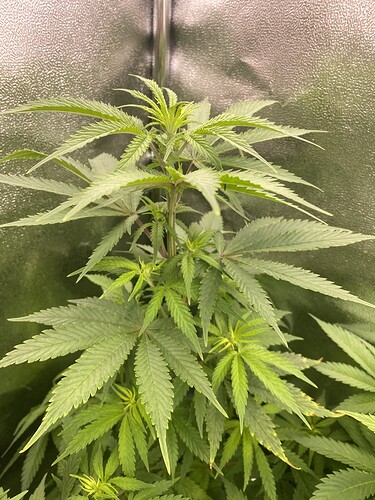 Growreport Bild 6
