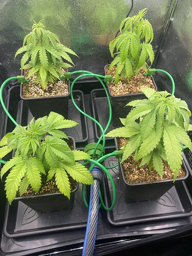 Growreport Bild 1
