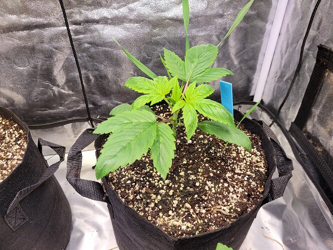 Growreport Bild 3