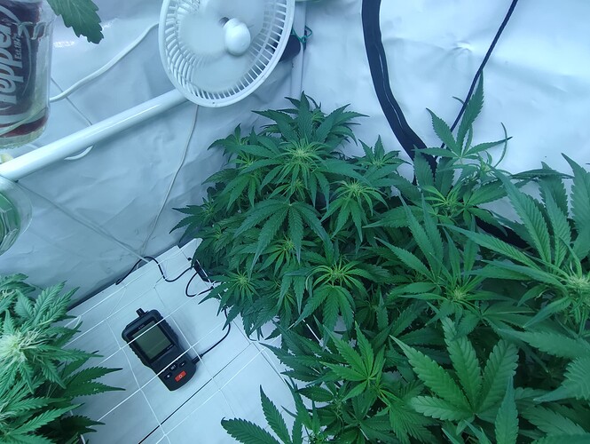 Growreport Bild 54