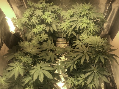 Growreport Bild 2