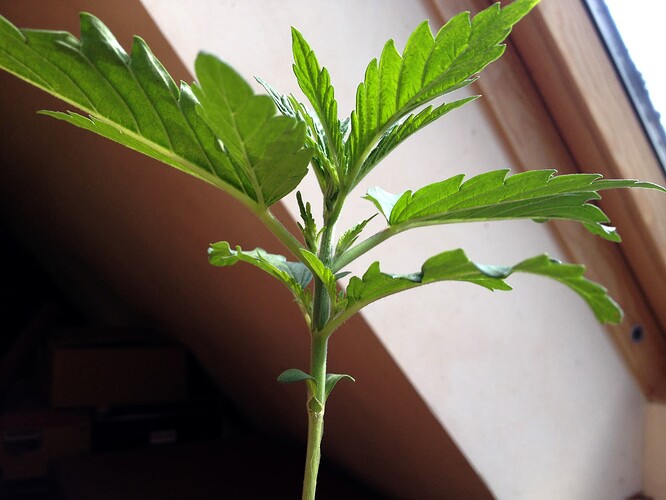 Growreport Bild 83