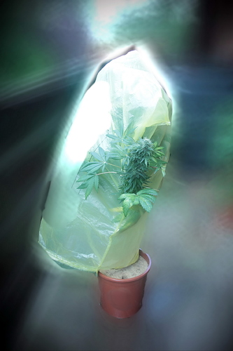 Growreport Bild 28