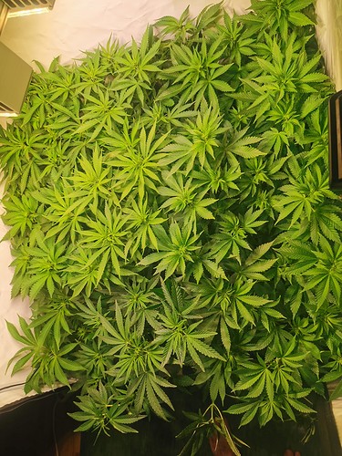 Growreport Bild 3