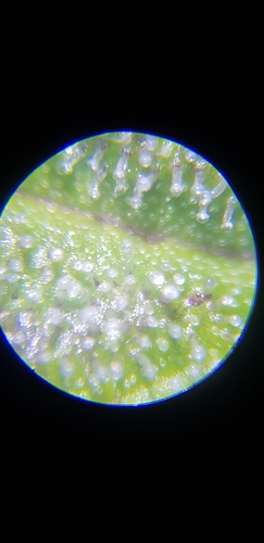 Growreport Bild 10