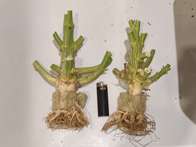 Growreport Bild 35