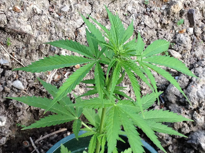 Growreport Bild 20