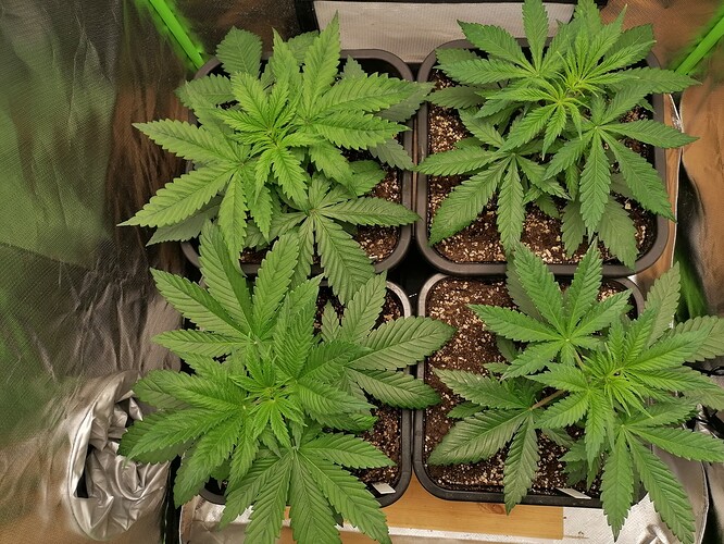 Growreport Bild 1